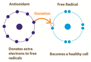 “Antioxidant : Benefits, Source & Antioxidant-Rich Fruits and Vegetables » How To Relief.” How To Relief, https://www.howtorelief.com/antioxidant-foods-vitamins/. Accessed 28 November 2022.